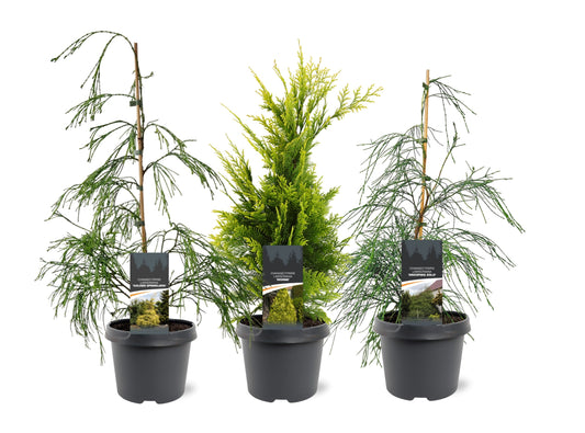 Chamaecyparis mix 55cm 19cm Pot