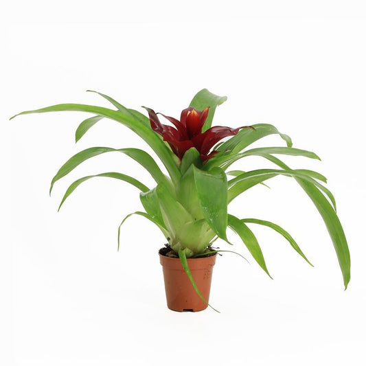 Aquarium plant mix 10cm 5cm Pot
