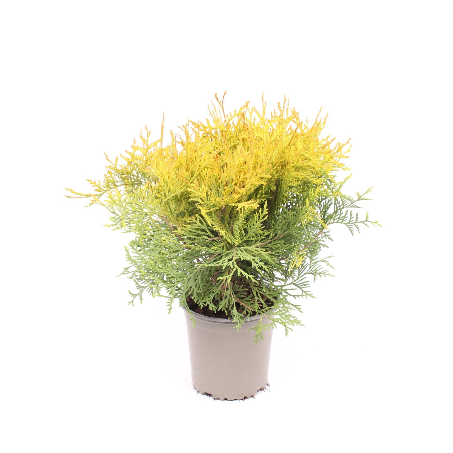 Vredebest, Kwekerij Thuja occidentalis Golden Globe Pack of 8