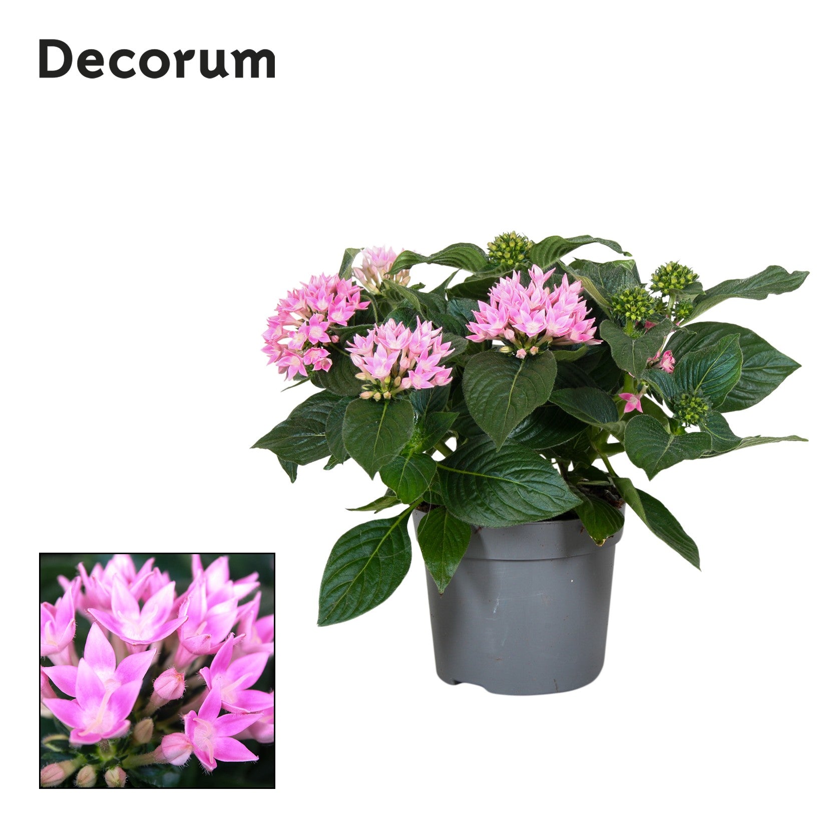 Pentas Starcluster Pink 25cm 13cm Pot