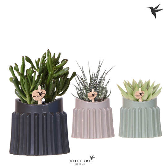 Succulent mix 22cm 9cm Pot