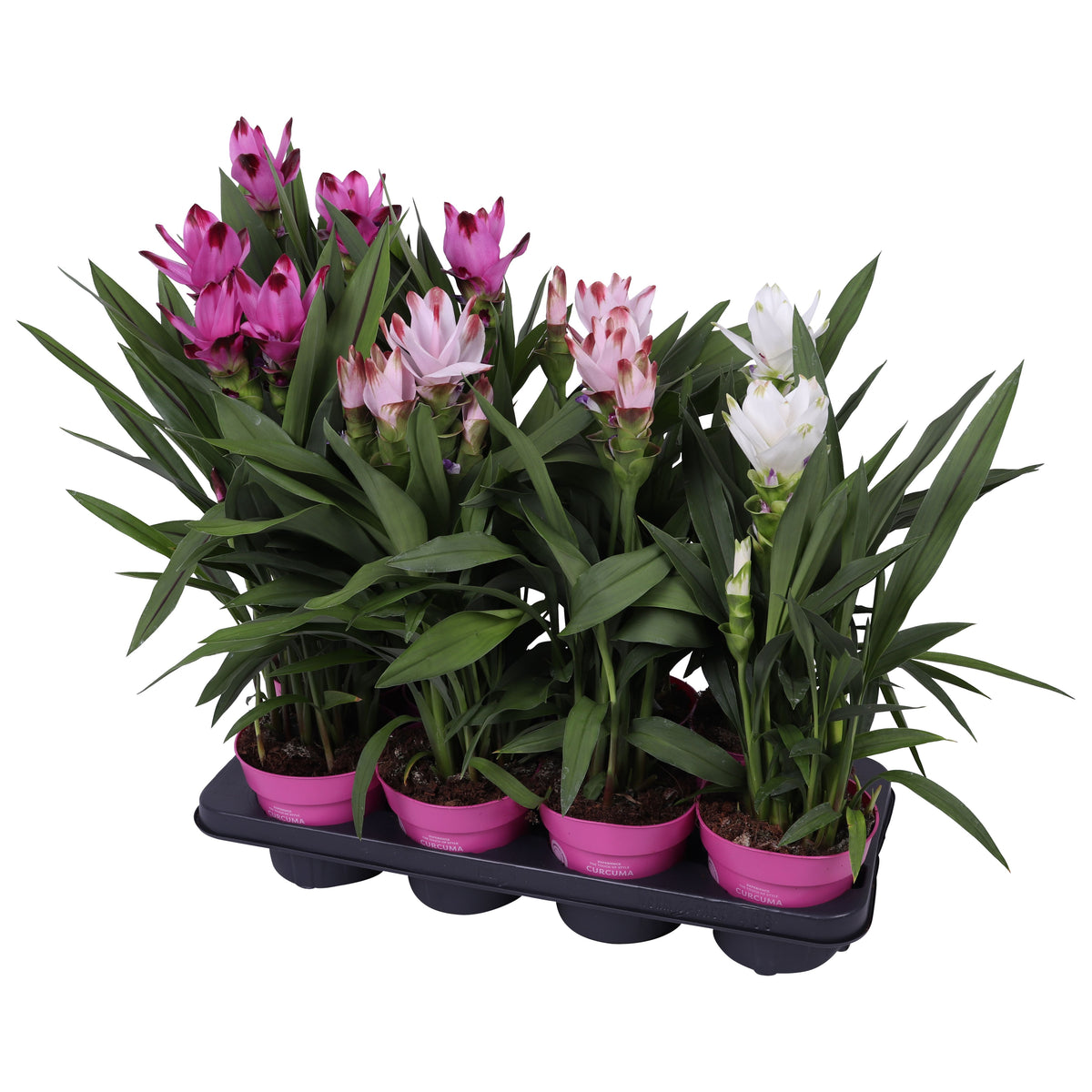 Curcuma mix 55cm 14cm Pot