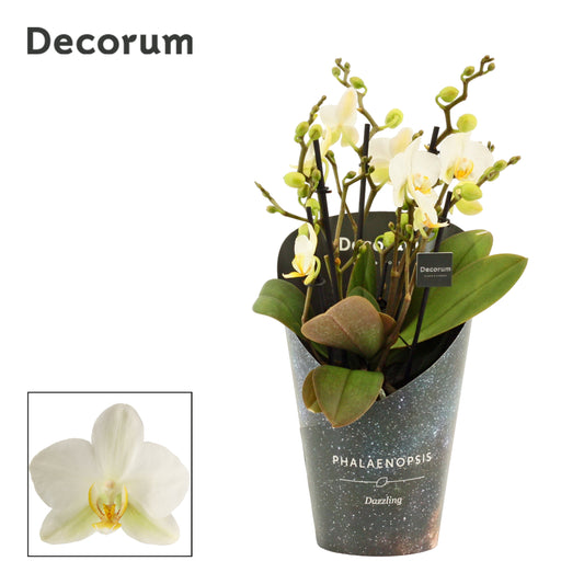 Phalaenopsis mf. Lausanne 35cm 12cm Pot