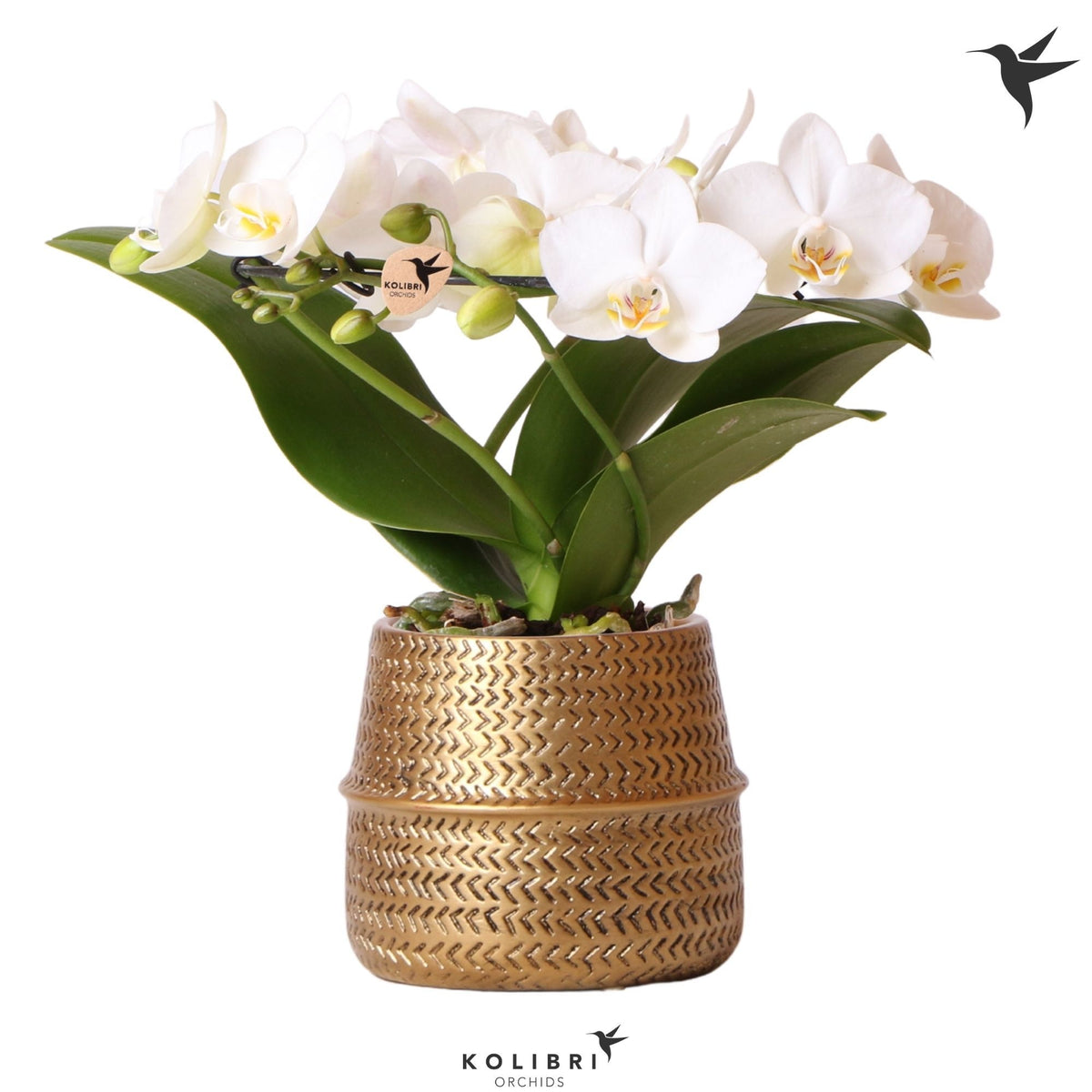 Phalaenopsis multiflora white 30cm 9cm Pot