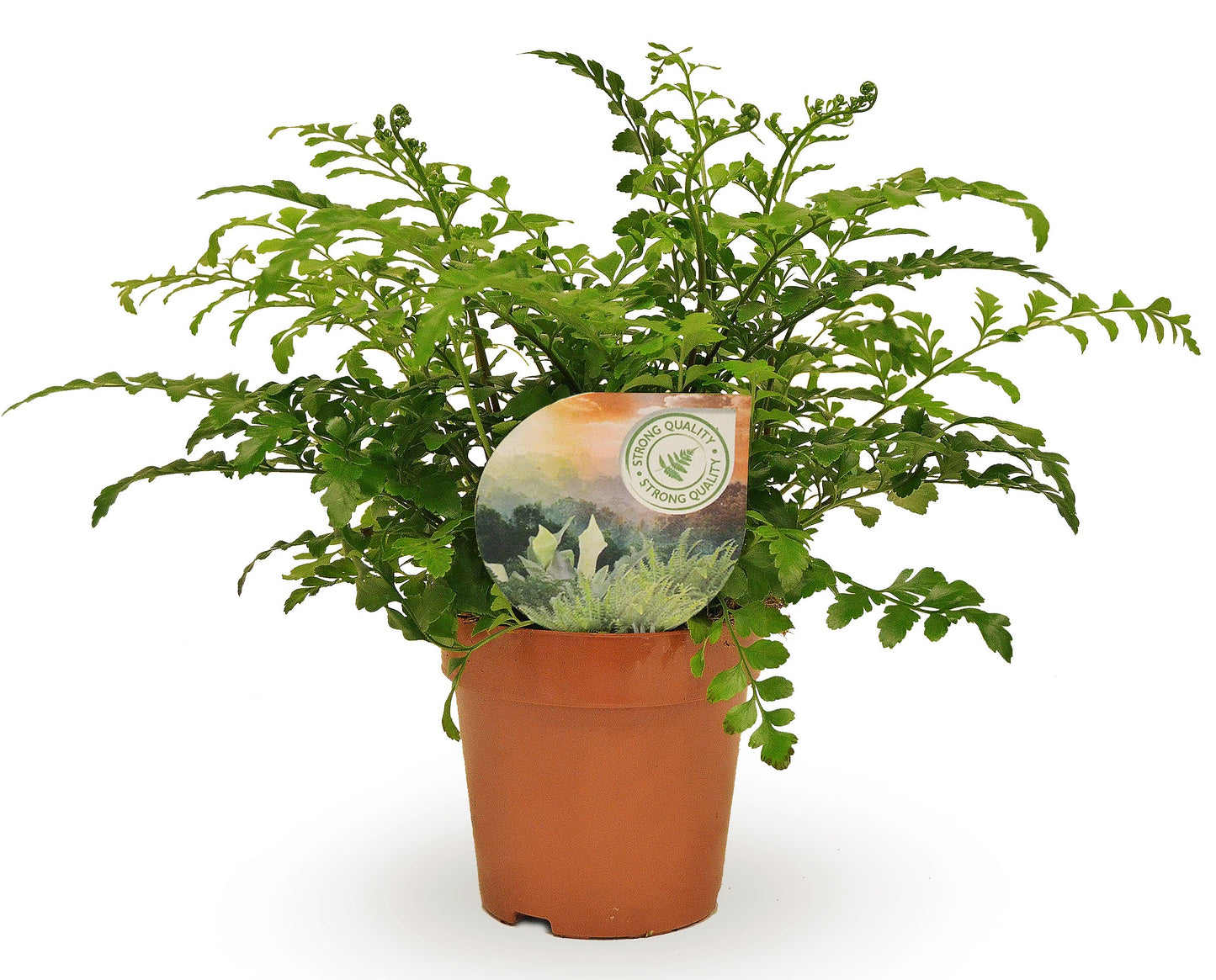 Asplenium Parvati 35cm 12cm Pot