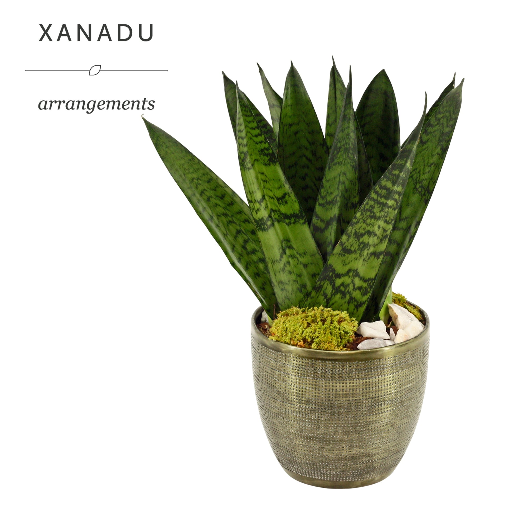 Xanadu Boston 35cm 17cm Pot
