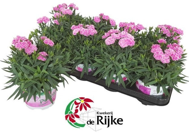 Dianthus Peman Fancy lilac 24cm 12cm Pot