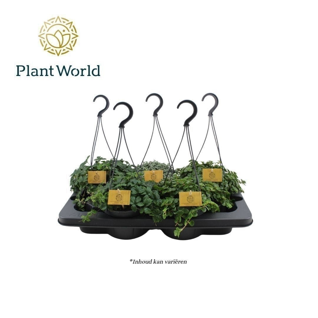 Gemengde tray hangpot 25cm 15cm Pot