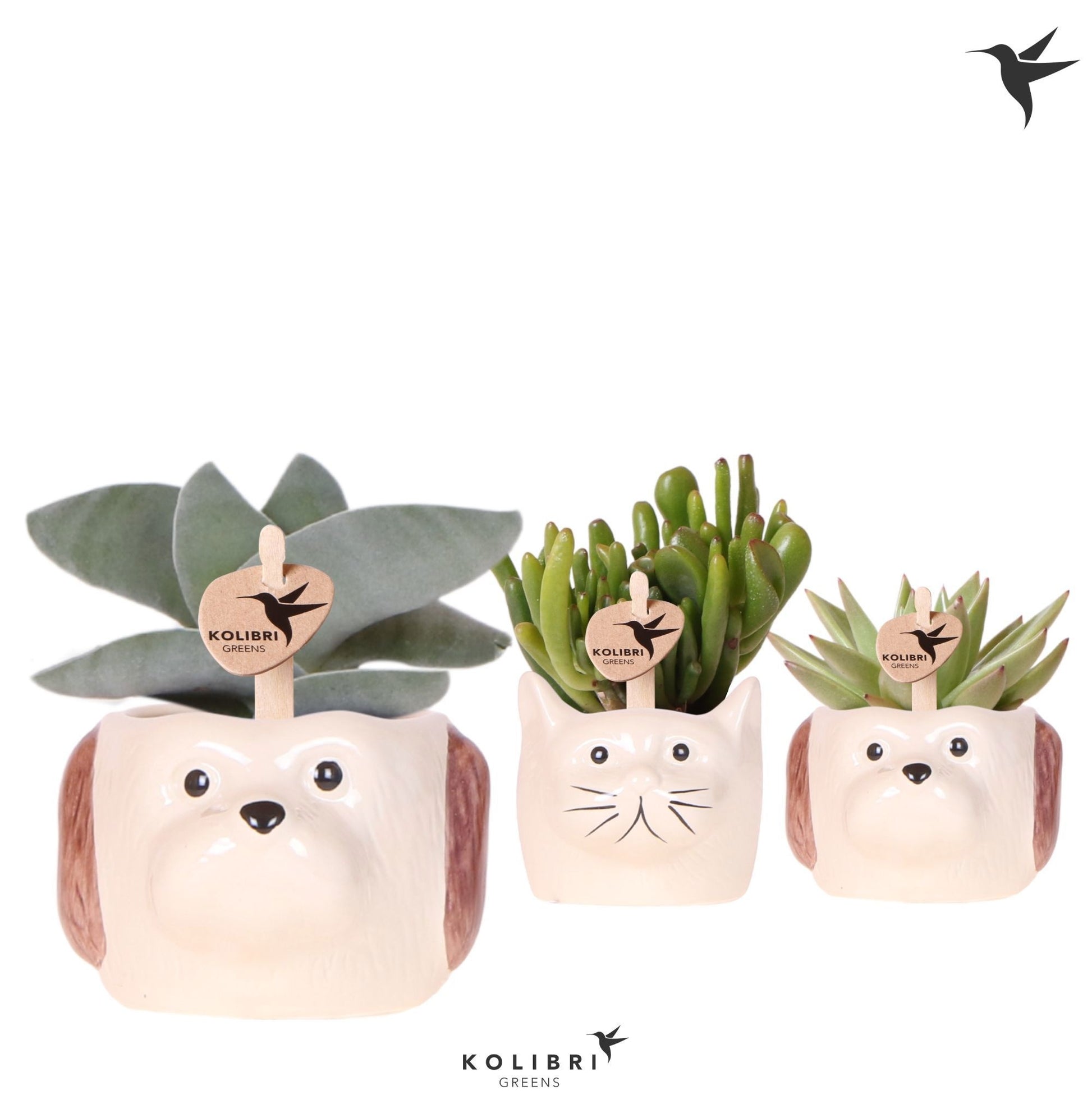Succulent mix 12cm 6cm Pot