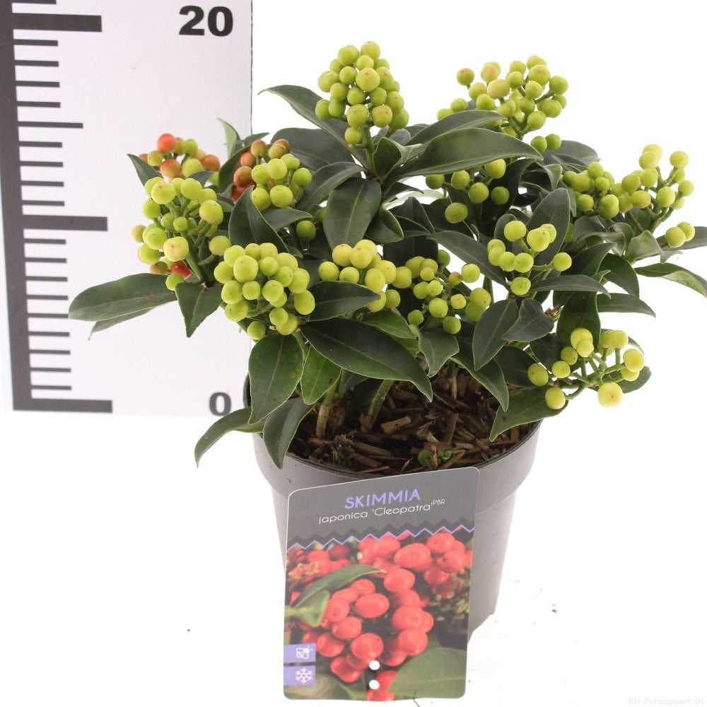 Skimmia 25cm 13cm Pot