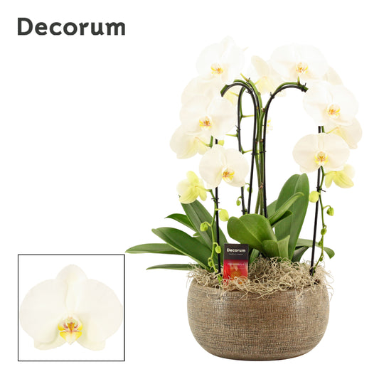 Phalaenopsis white 55cm 27cm Pot