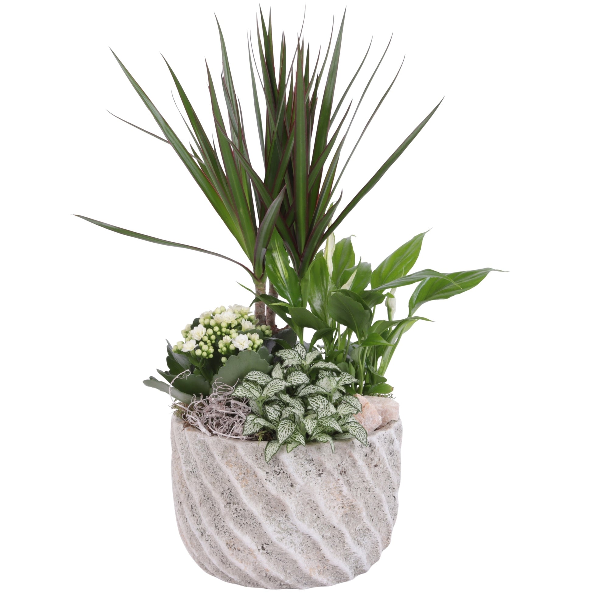 Indoor arrangement 50cm 20cm Pot