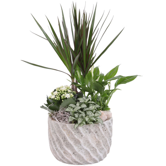 Indoor arrangement 50cm 20cm Pot