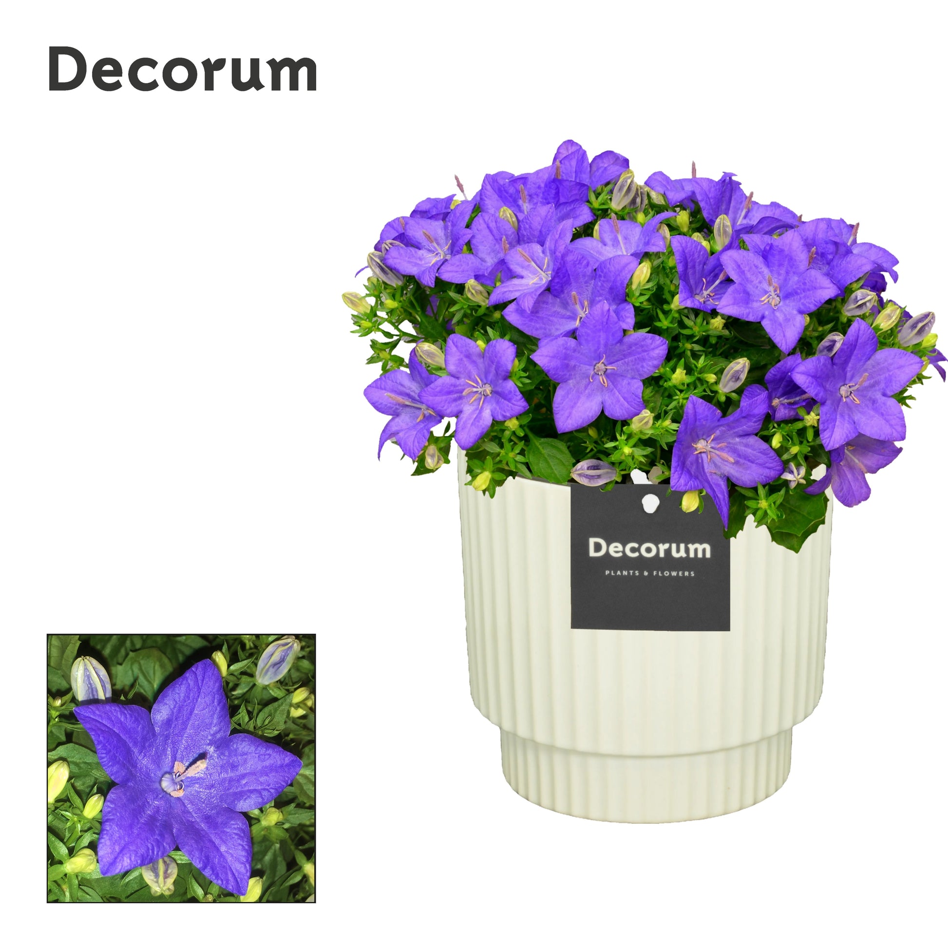 Campanula Napoli 22cm 15cm Pot