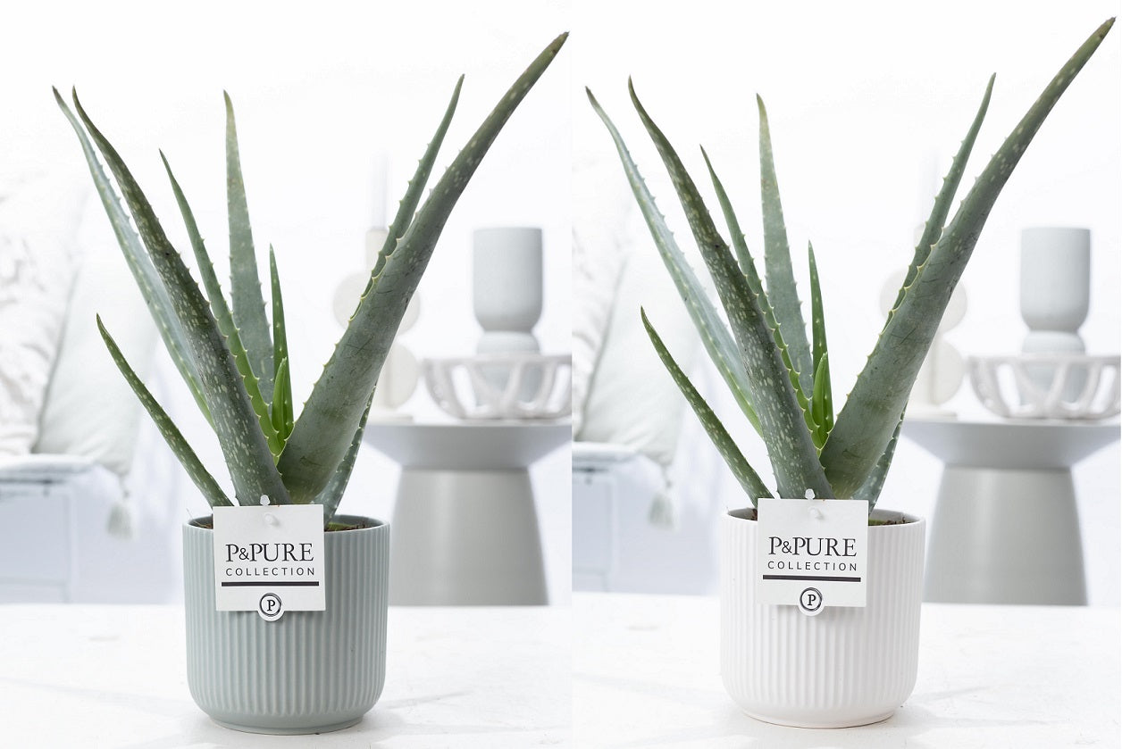Aloe vera 40cm 12cm Pot