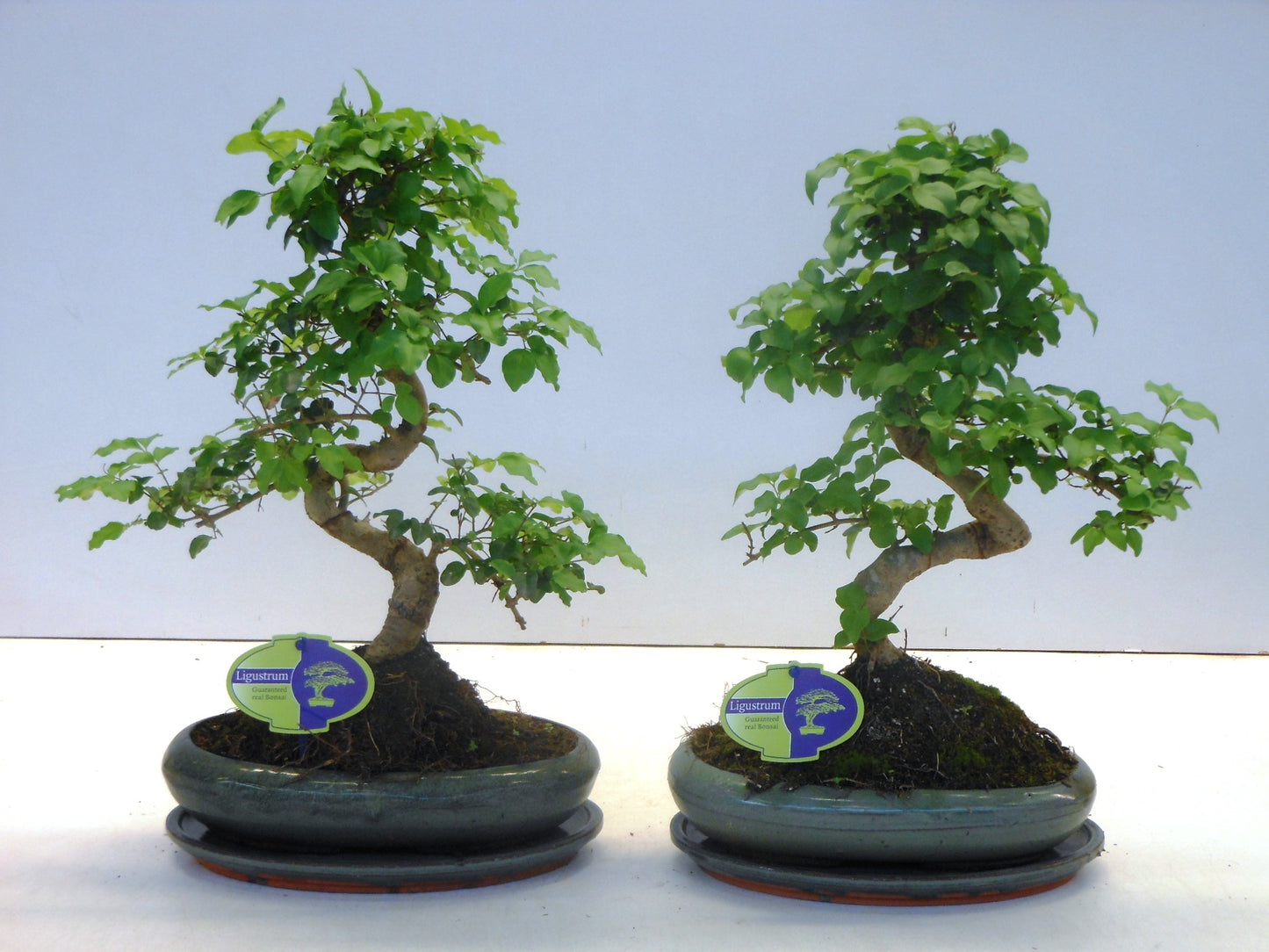 Bonsai Ligustrum 40cm 24cm Pot