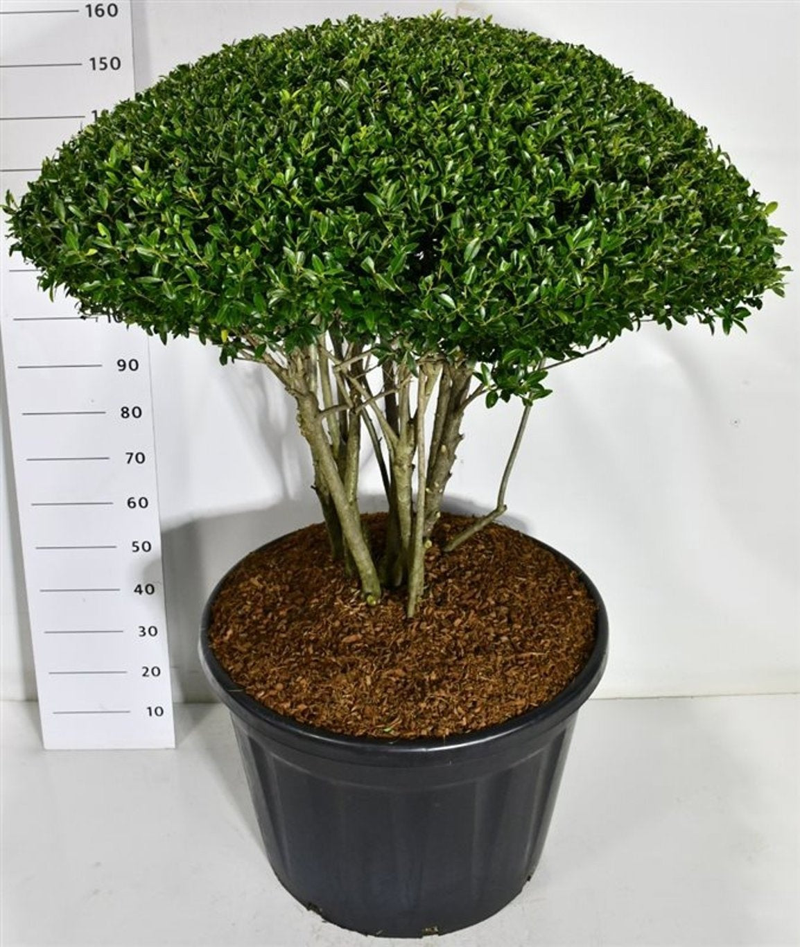 Ilex mix 165cm 80cm Pot