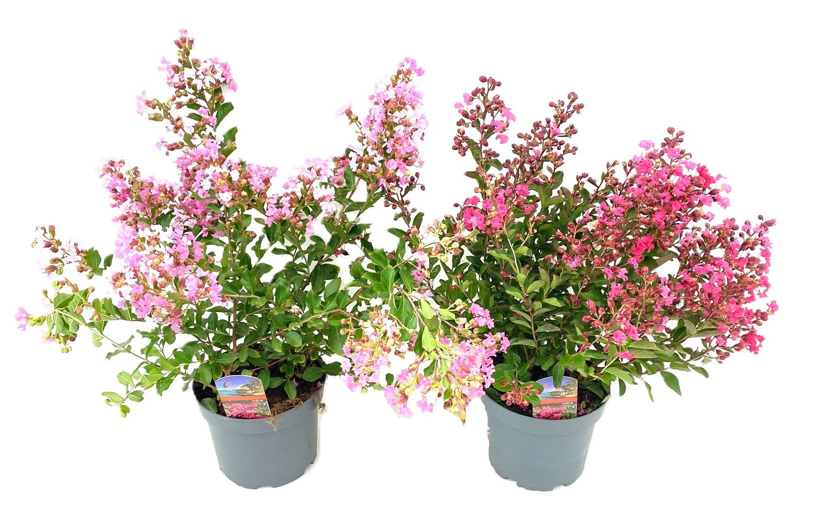 Lagerstroemia indica 60cm 19cm Pot