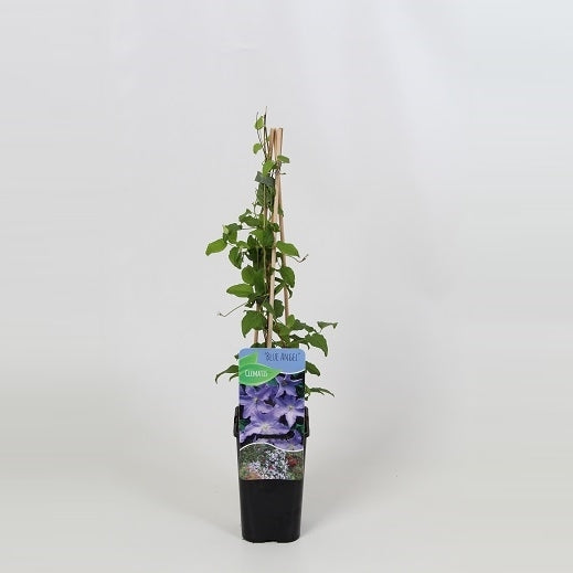 Clematis jac. Blekitny Aniol 60cm 14cm Pot