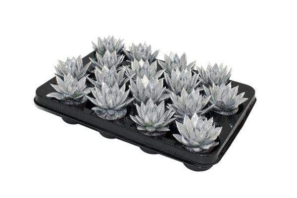 Echeveria Miranda 8cm 6cm Pot
