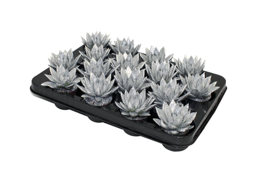 Echeveria Miranda 8cm 6cm Pot