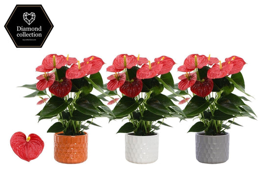 Anthurium Esudo 45cm 14cm Pot
