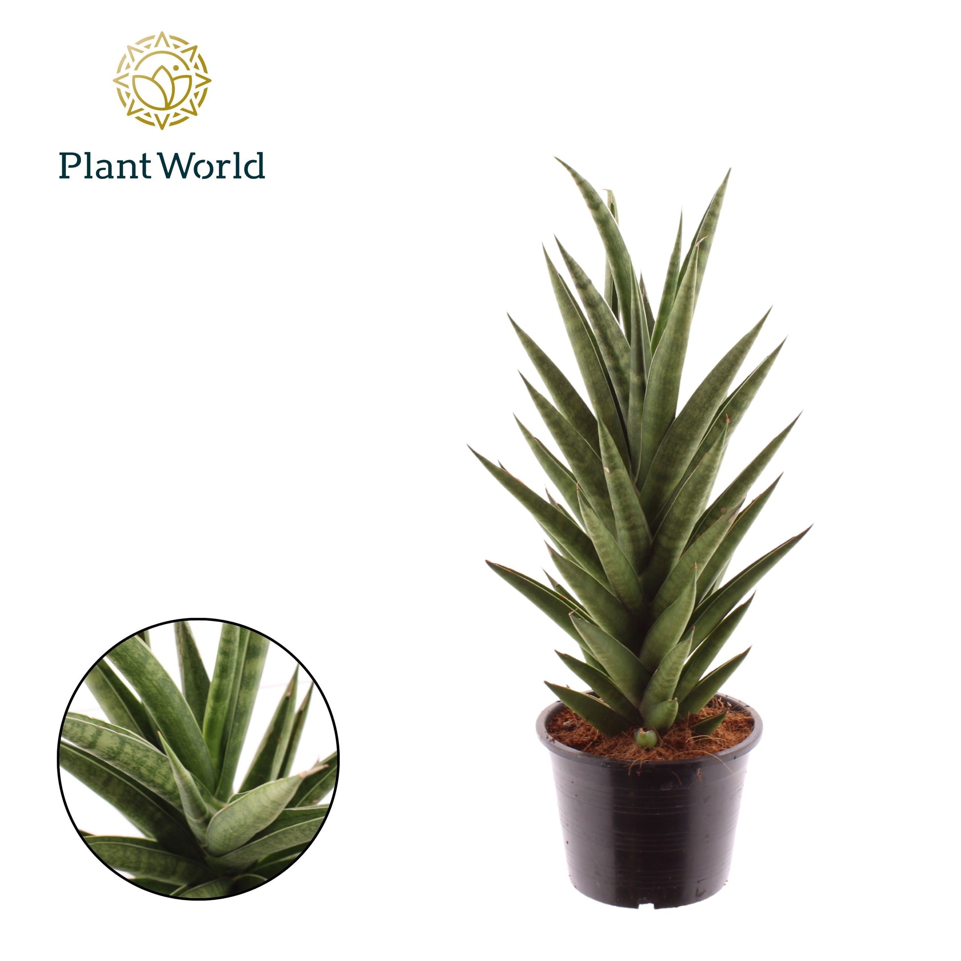 Sansevieria 'Starshooter' 40cm 14cm Pot