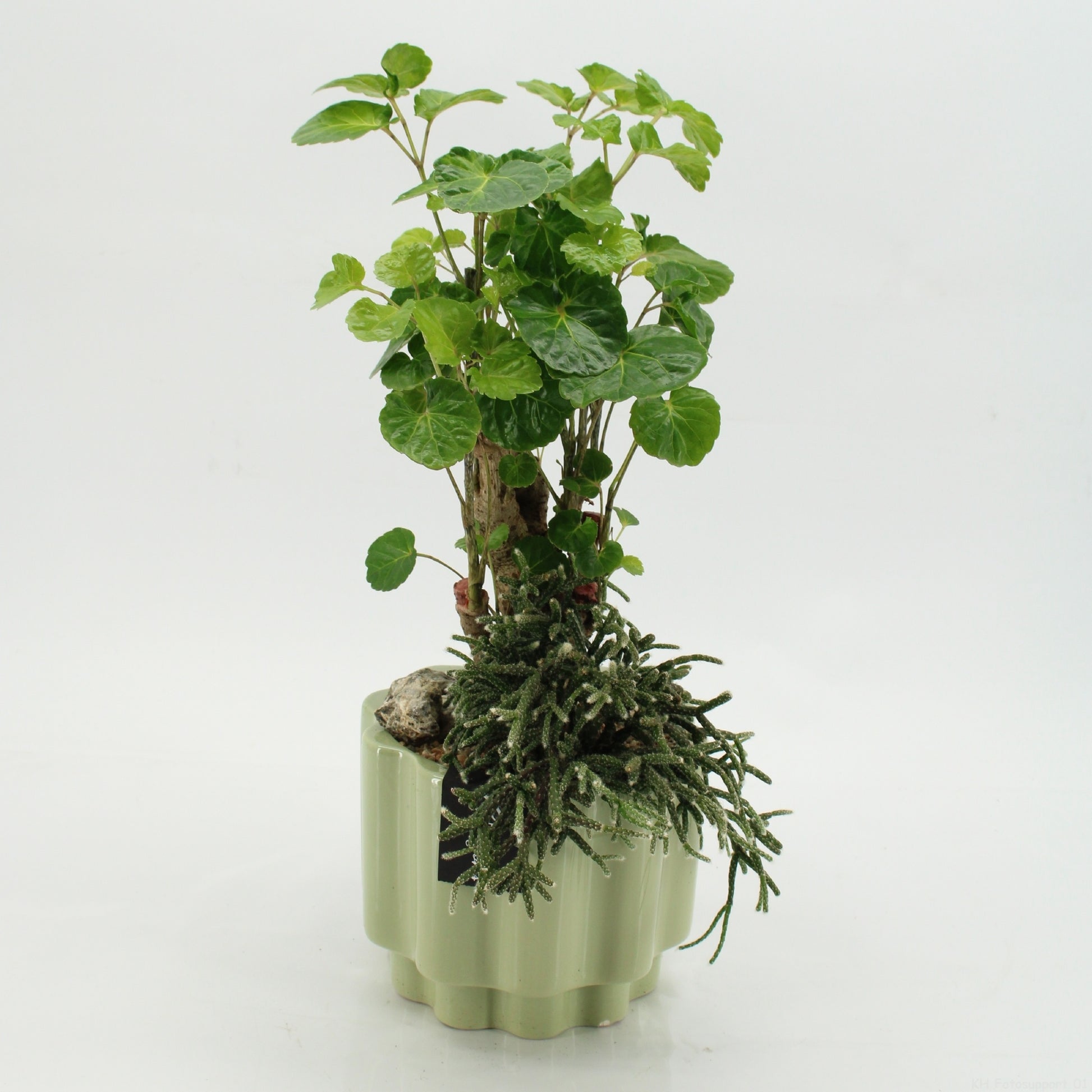 Indoor green arrangement 45cm 17cm Pot