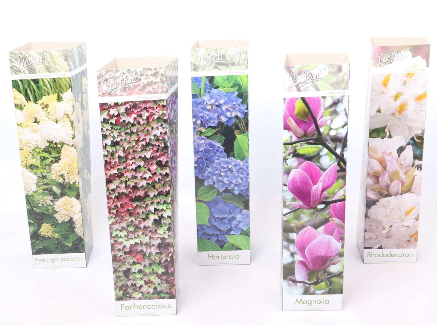 Valk BV Patioplant Climbers Mix Pack of 20
