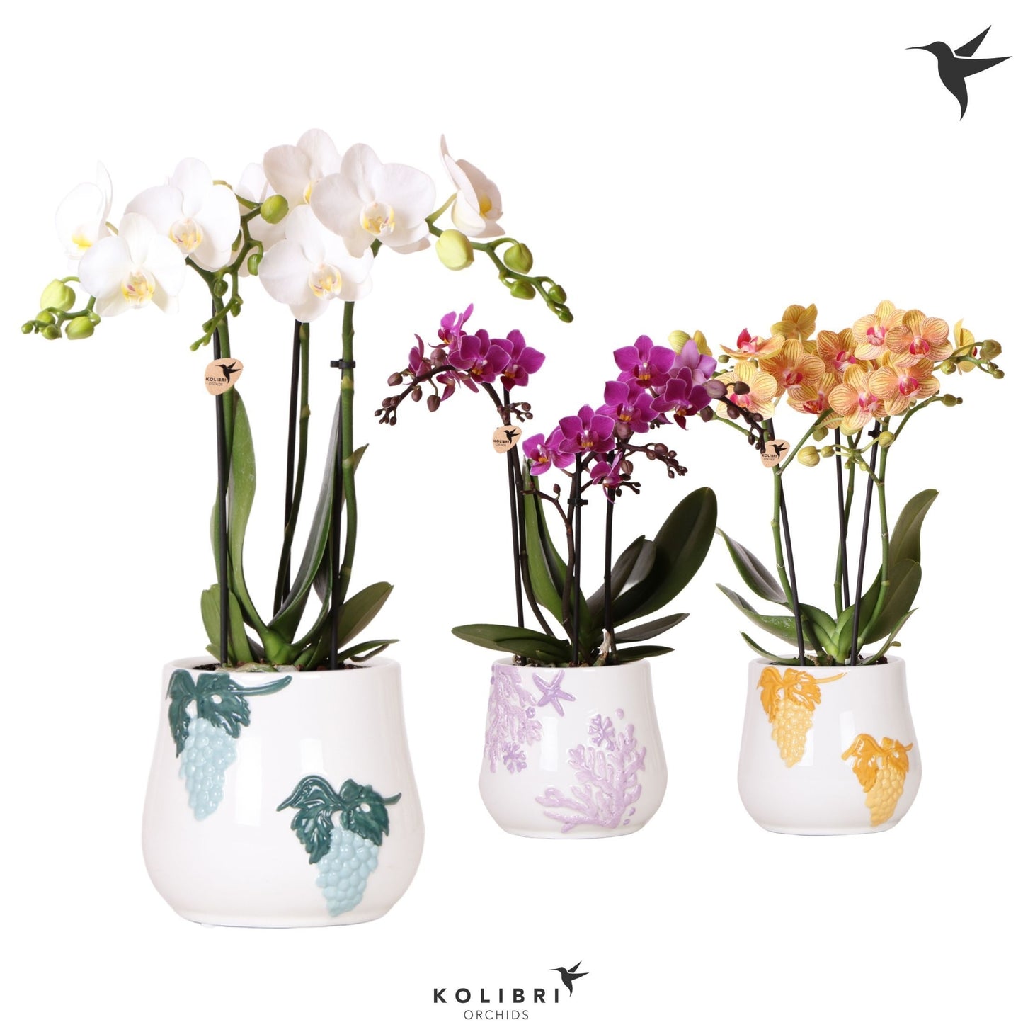 Kolibri Orchids Phalaenopsis mix 3 spike in Coral pot mix 40cm 9cm Pot