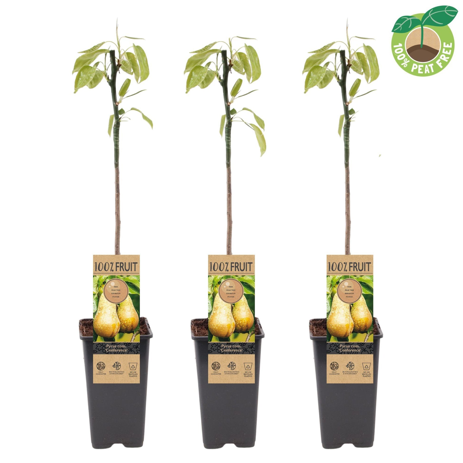 Pyrus com. Conference Halfstam 50cm 15cm Pot