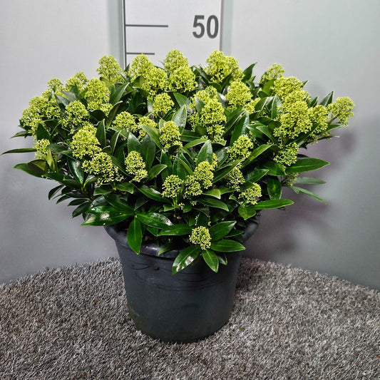 Skimmia japonica White Dwarf 50cm 27cm Pot