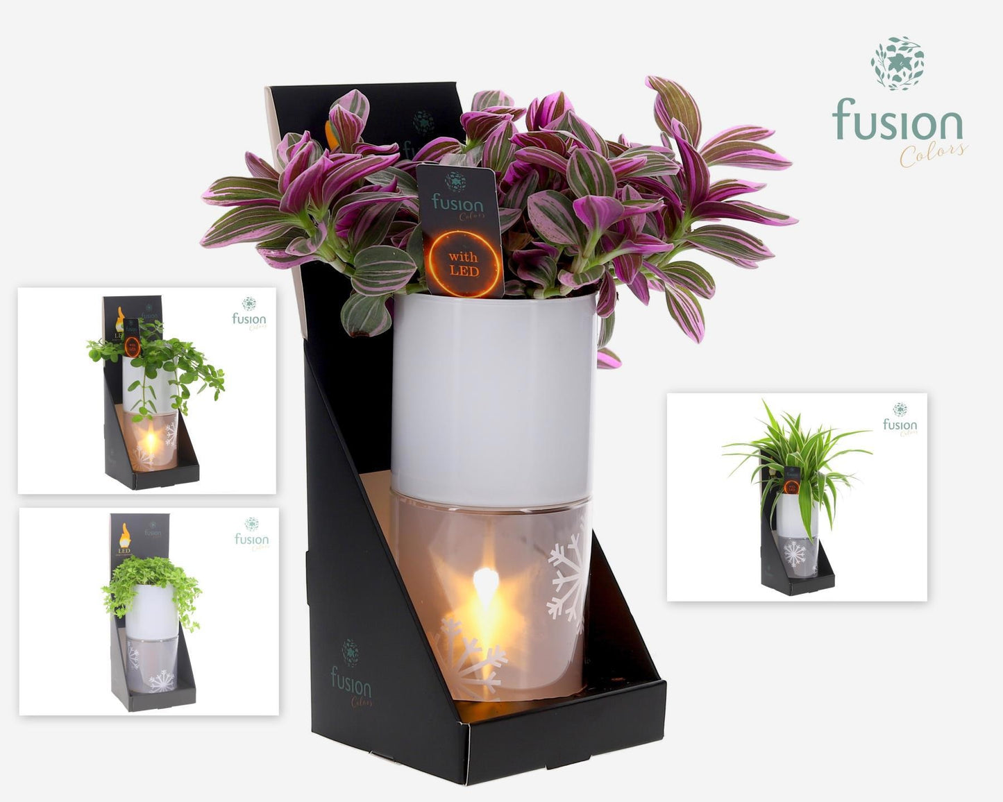Fusioncolors BV Glas tube Led planter groot met Groenen planten mix Pack of 6