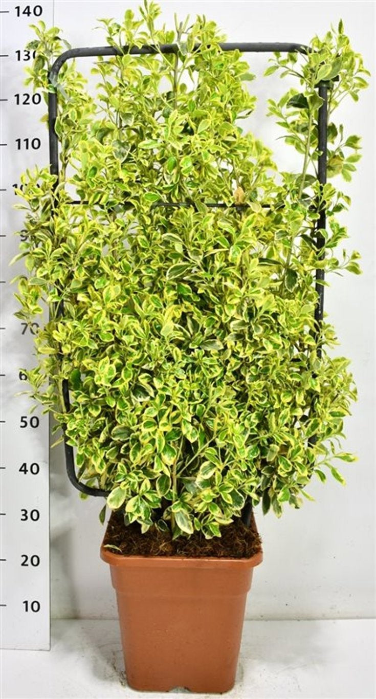 Euonymus Bravo 130cm 38cm Pot