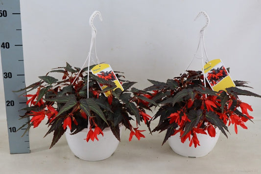 Begonia Bonaparte Red 40cm 25cm Pot