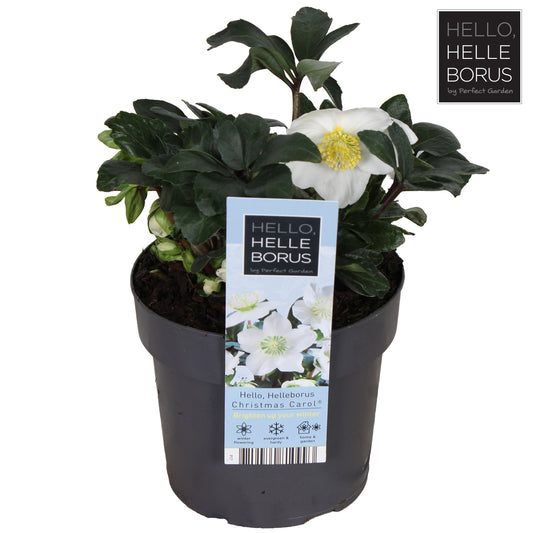 Helleborus niger Christmas Carol 35cm 17cm Pot
