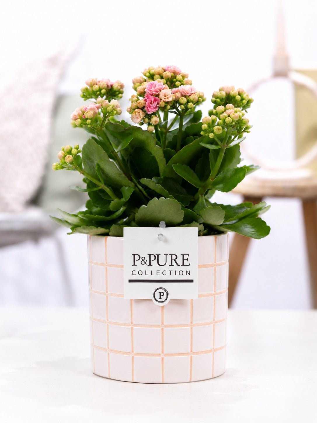 Kalanchoe Rosalina Don Alano 27cm 12cm Pot