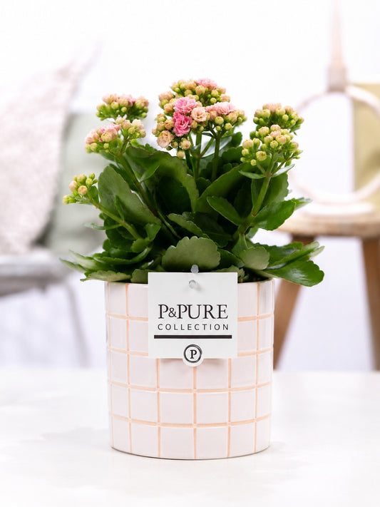 Kalanchoe Rosalina Don Alano 27cm 12cm Pot