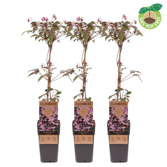 Clematis montana Mayleen 60cm 15cm Pot