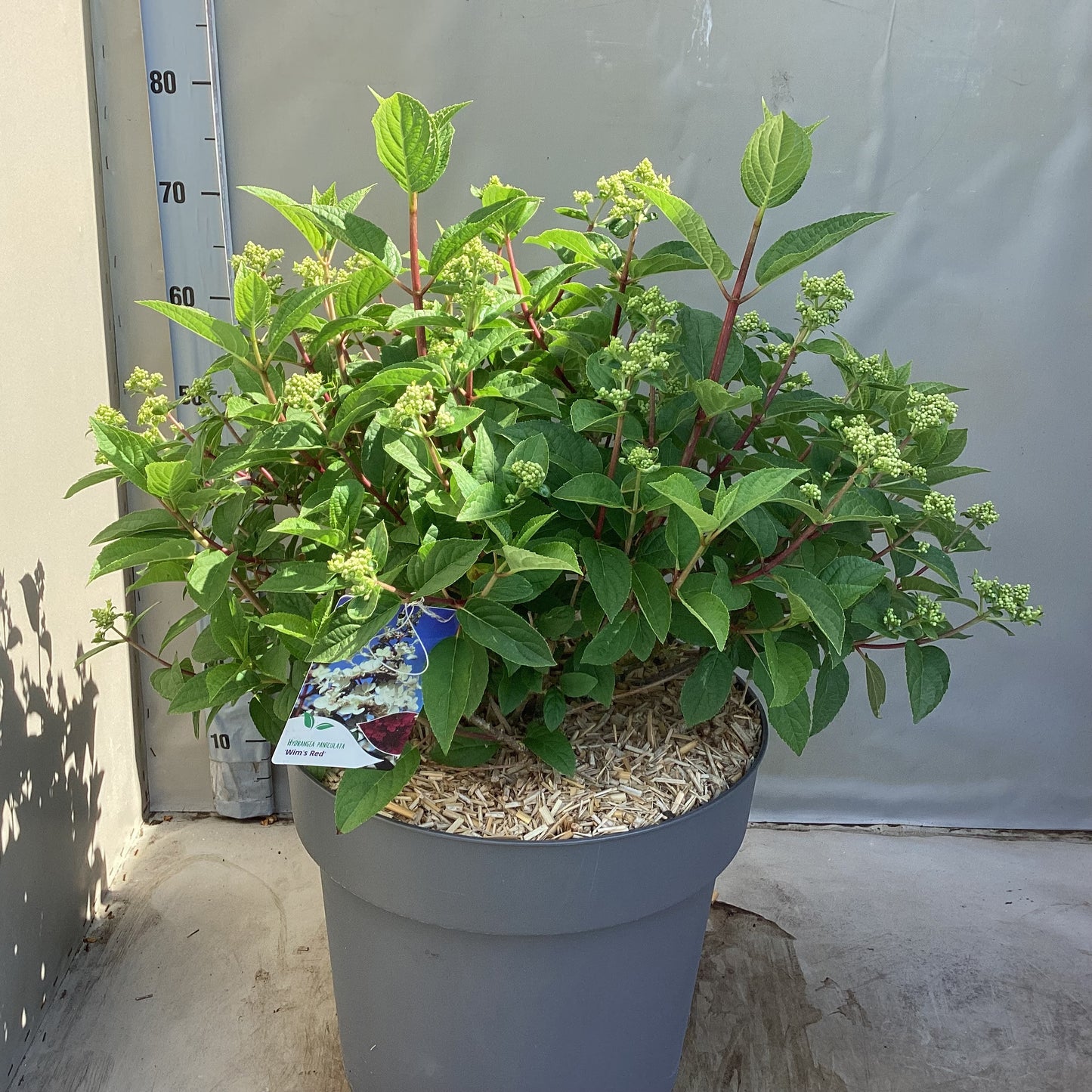 Hydrangea paniculata 55cm 40cm Pot