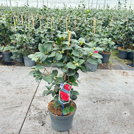Camellia Lady Campbell 70cm 23cm Pot
