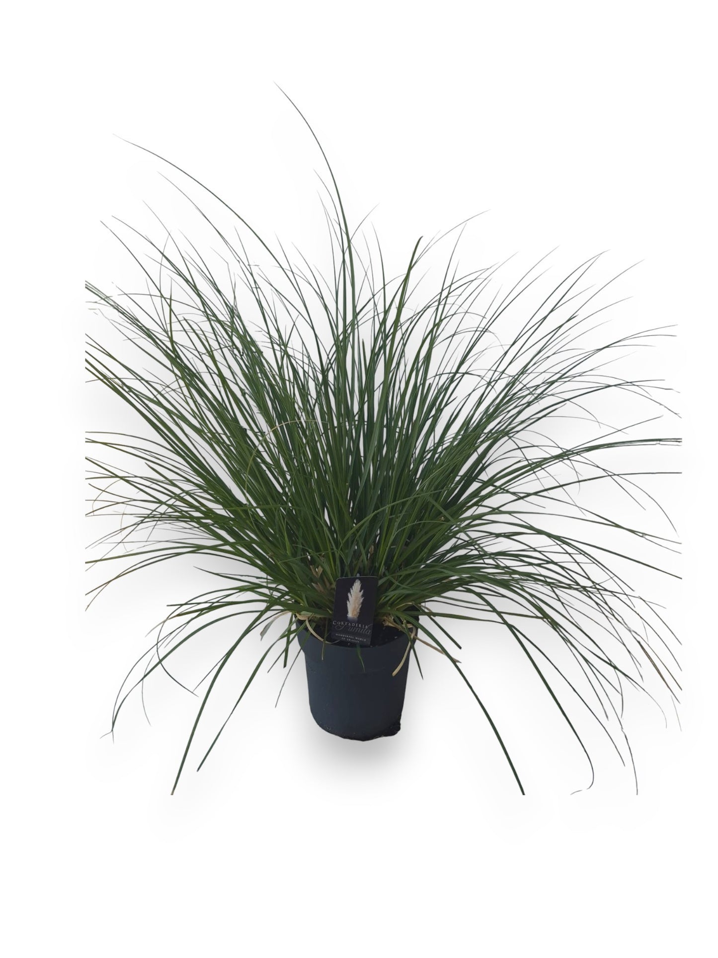 Cortaderia sellona Pumila 90cm 27cm Pot