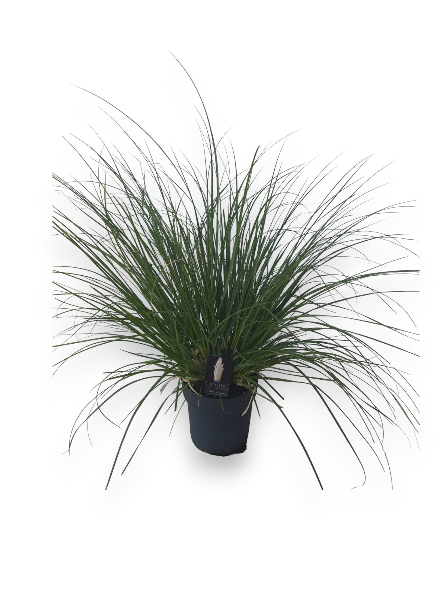 Cortaderia sellona Pumila 90cm 27cm Pot