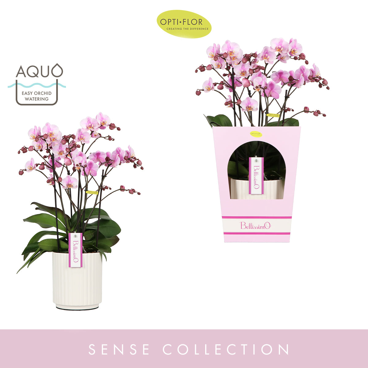 Phalaenopsis pink 50cm 15cm Pot