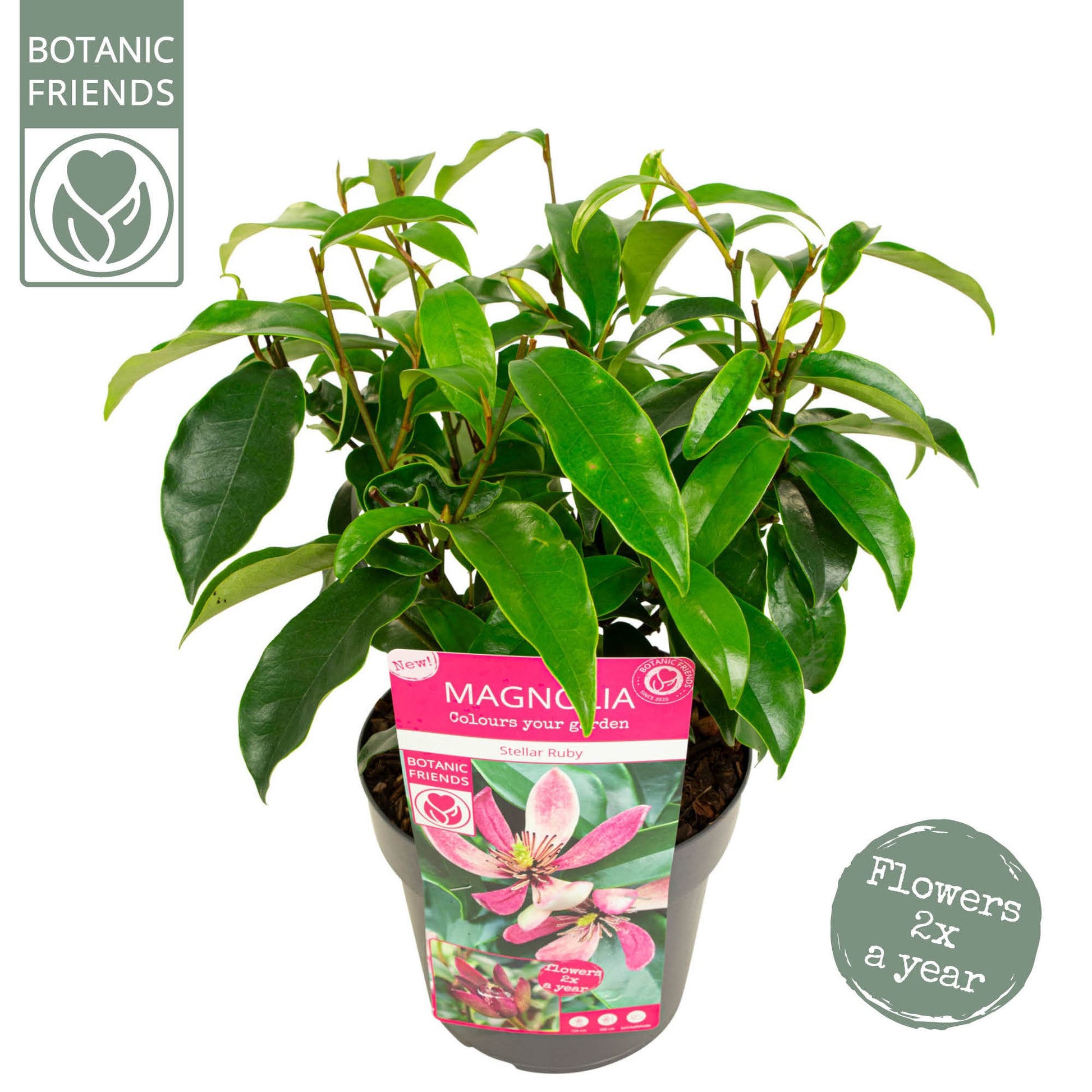 Magnolia stellata 45cm 19cm Pot