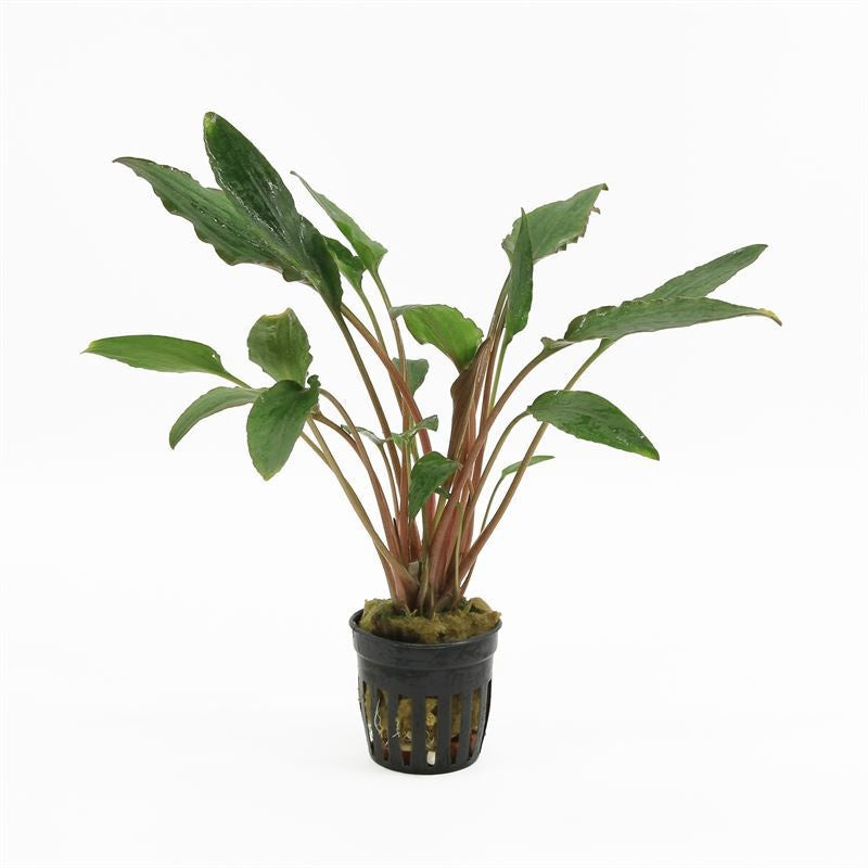 Cryptocoryne beckettii 10cm 5cm Pot