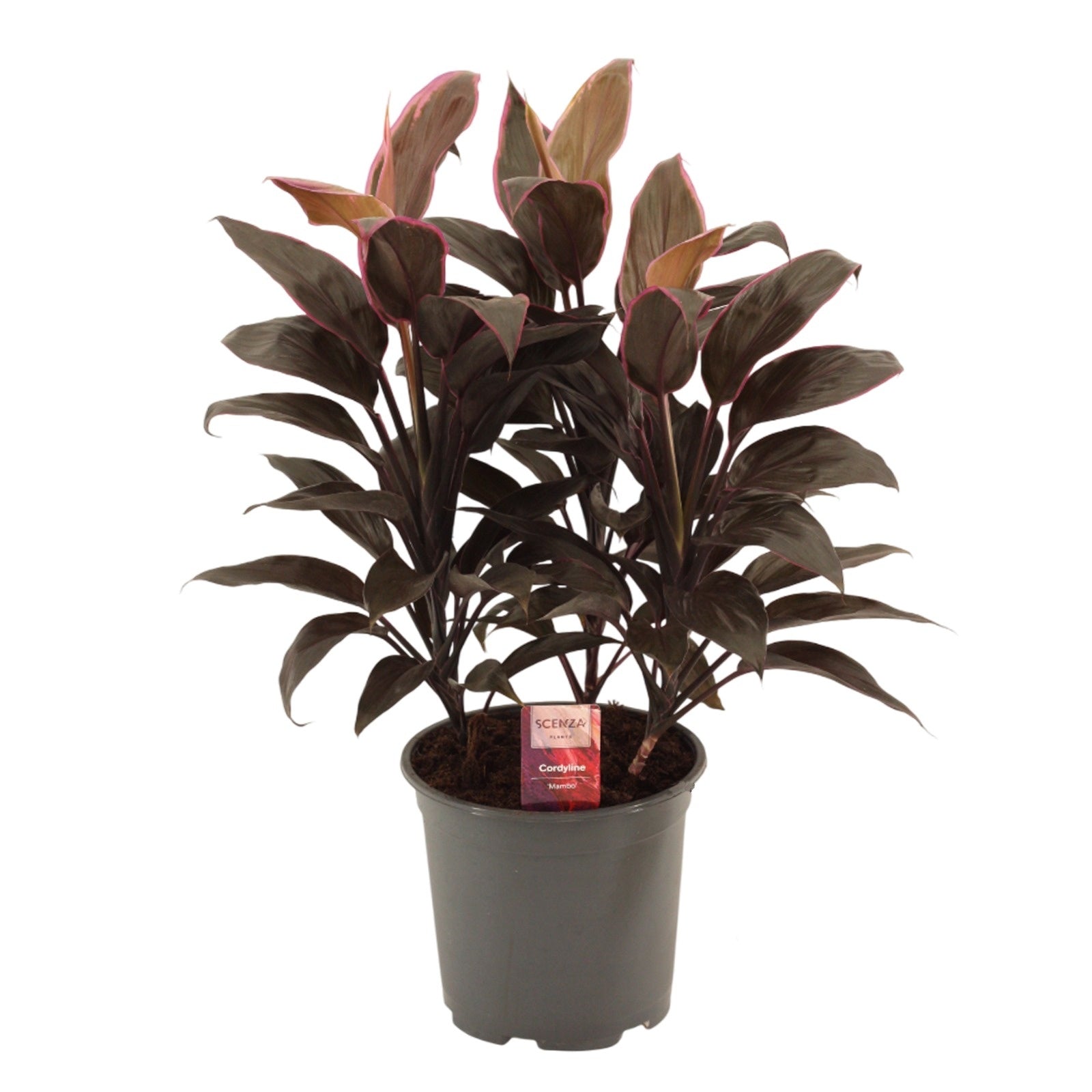 Duijn-Hove BV, kwekerij Cordyline frut. Mambo Pack of 5