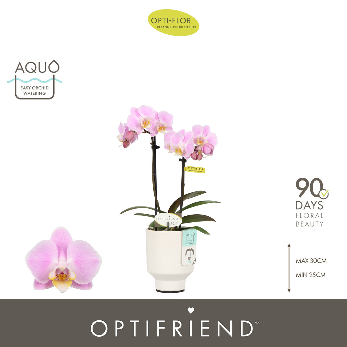 Phalaenopsis pink 25cm 7cm Pot