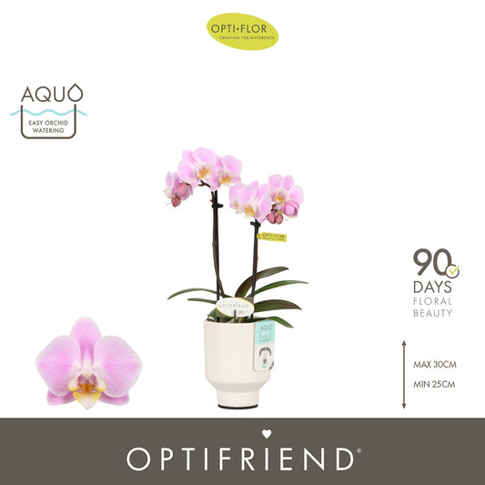 Phalaenopsis pink 25cm 7cm Pot