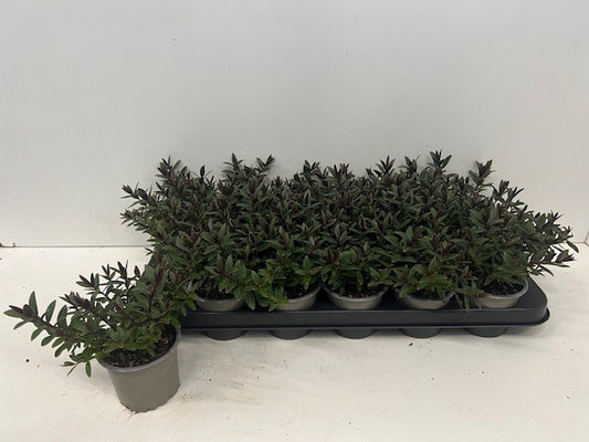Hebe Celebration 18cm 9cm Pot